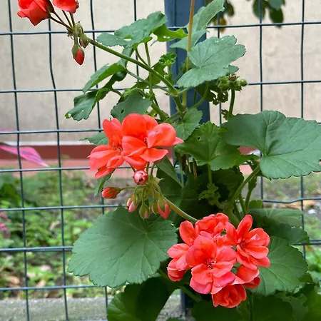 Гостевой дом Casa Patrizia 3*