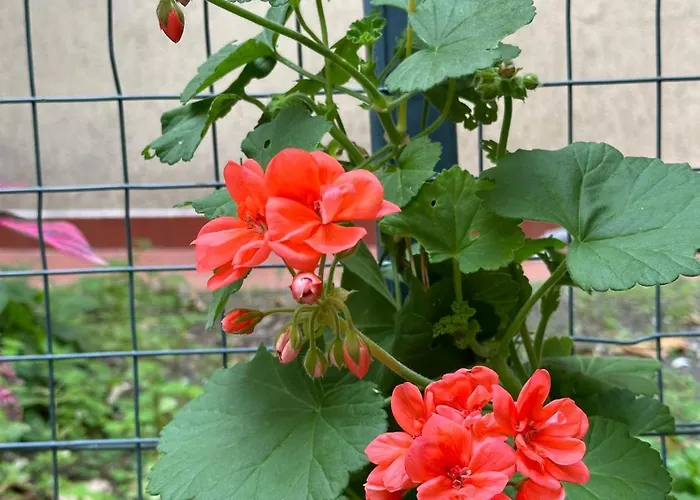 Guest house Casa Patrizia 3*