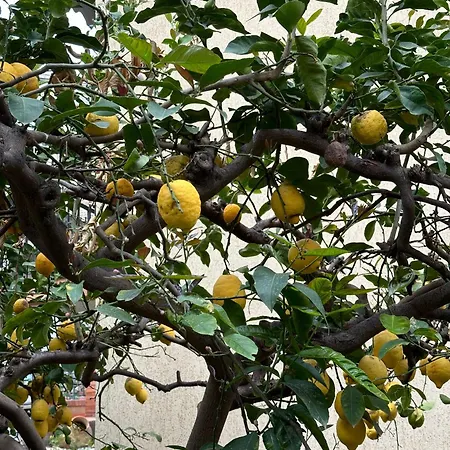 Πανσιόν Casa Patrizia